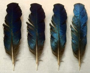 Blauracke - Fotomontage – Feder, Armschwinge der Elster, 7.8 cm – 2007
